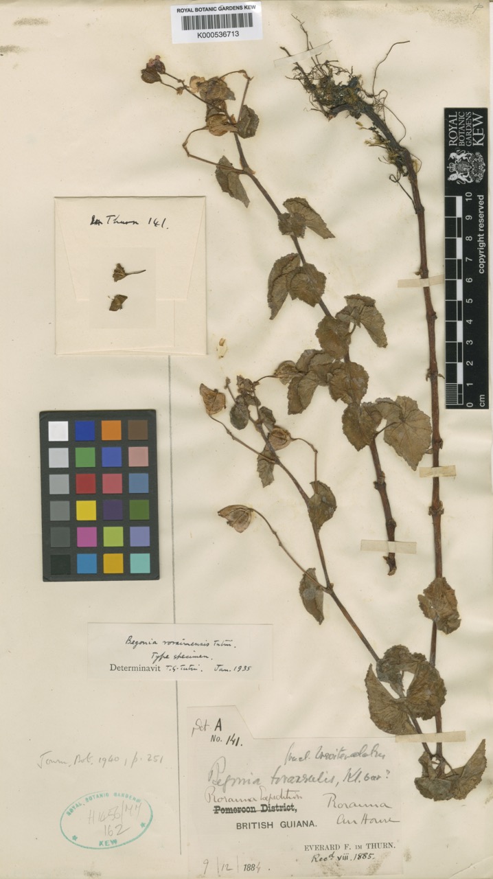 B. roraimensis